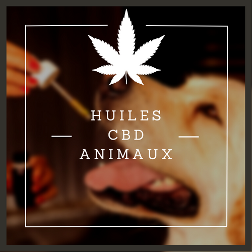 Huiles cbd pour animaux 